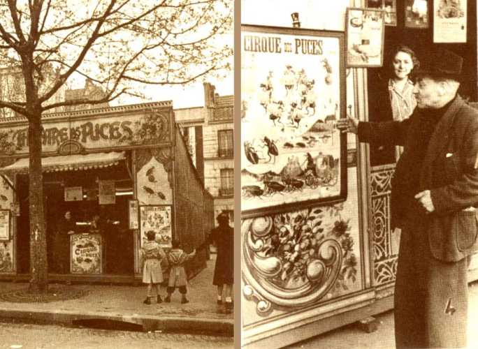 Saint-Ghislain : au cirque ou au thatre des puces, on allait mme jusqu' les faire tirer au canon. Les puces savantes, une attraction disparue.